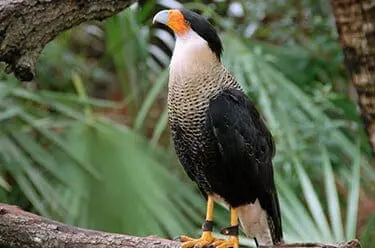 CrestedCaracara_facts