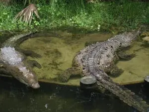 Croc1
