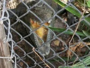 Croc3