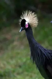 West African Crowned Crane