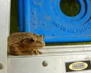 Cuban Tree Frog