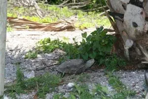 Diamondback Terrapin3