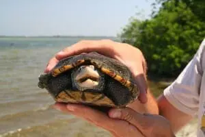 Diamondback Terrapin5