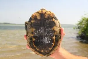 Diamondback Terrapin6