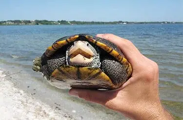 Diamondback Terrapin11