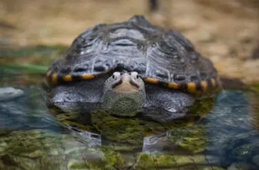Diamondback Terrapin