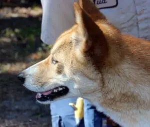 Dingo6