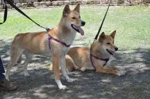 Dingo7