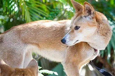 Dingo10