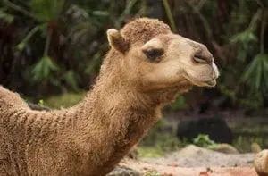 Dromedary Camel