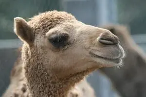 Dromedary Camel3