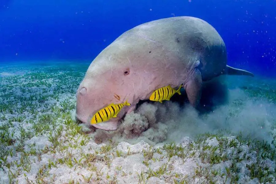 Dugong grazing on seagrass