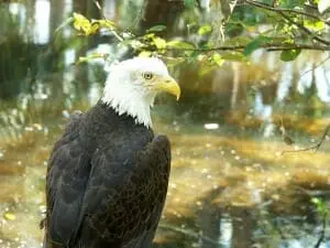 Bald Eagle7
