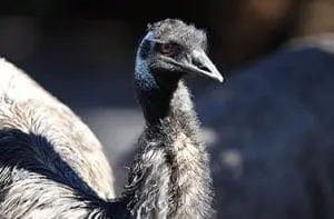 Emu