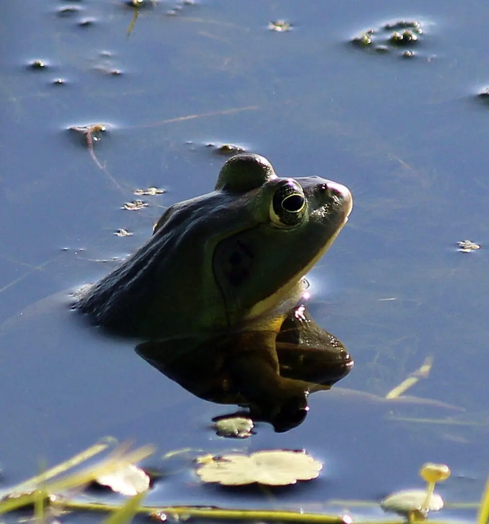 Frog in water