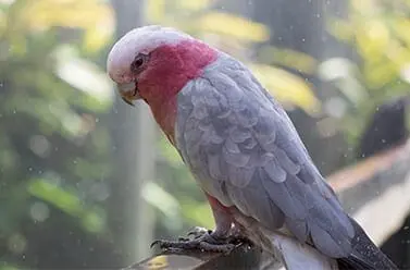 Galah