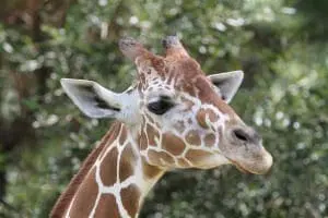 Giraffe portrait