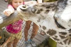Giraffecloseup