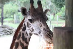 Giraffeportrait2