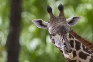 Giraffe-still