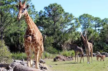 Giraffe habitat