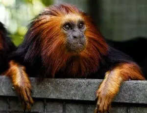 Golden-headed Lion Tamarin2