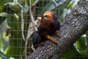 Golden-headed Lion Tamarin6