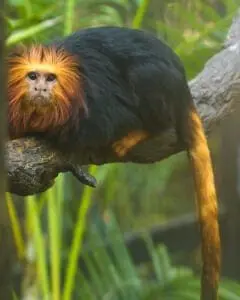 Golden-headed Lion Tamarin9