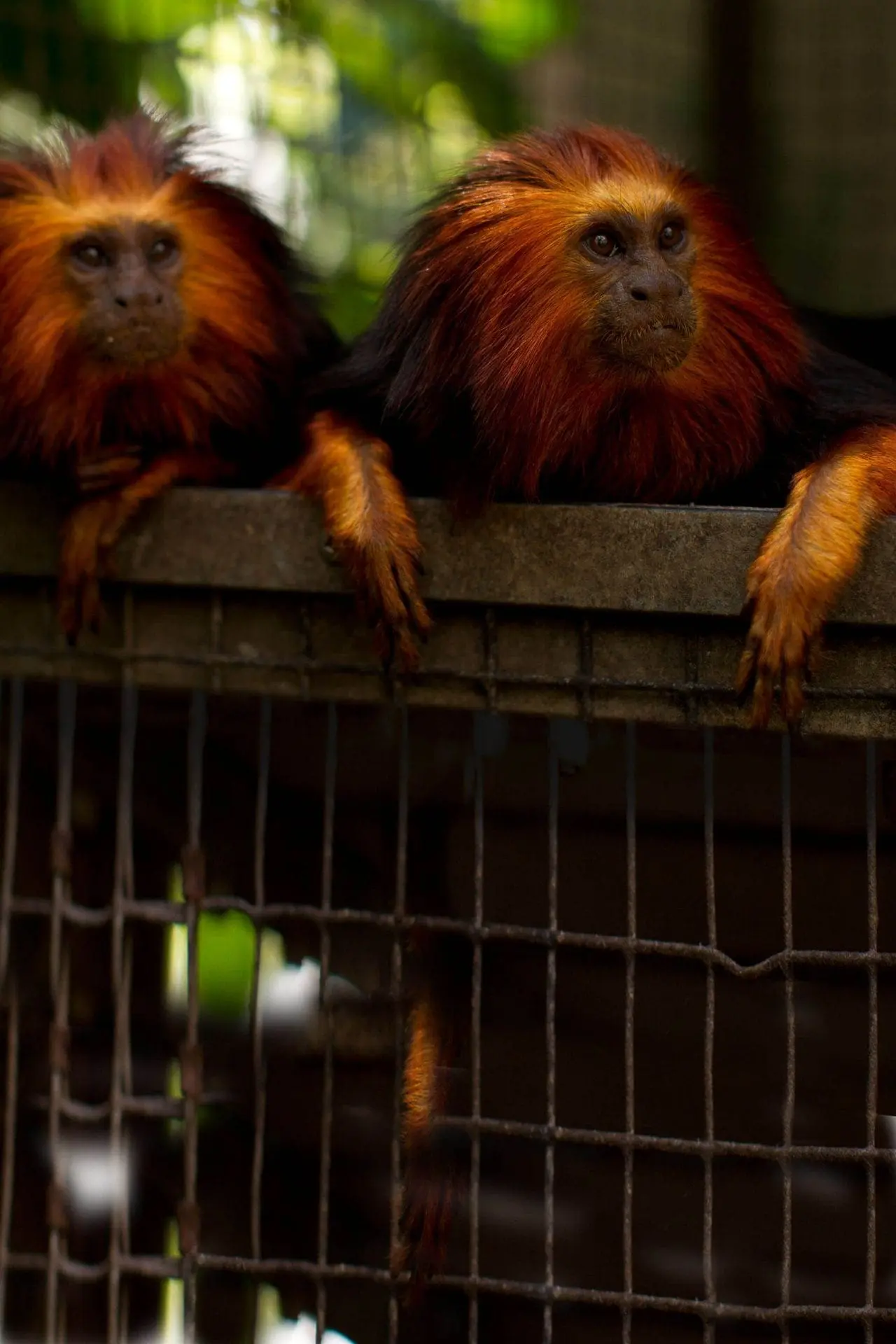 Golden-headed Lion Tamarin