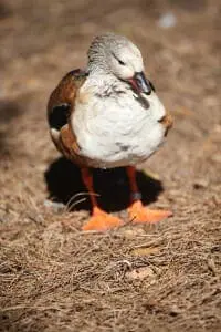 Orinoco Goose2