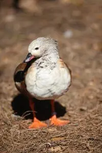 Orinoco Goose4