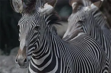 Grevy's Zebra3