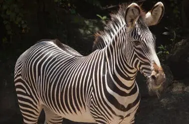 Grevy's Zebra