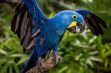 Hyacinth Macaw