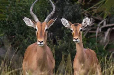 Impala