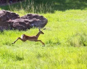 Impala4