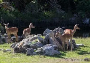 Impala5
