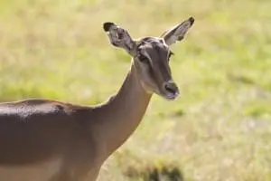 Impala7