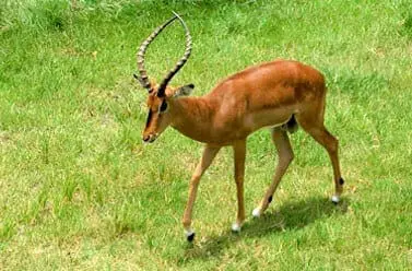 Impala2