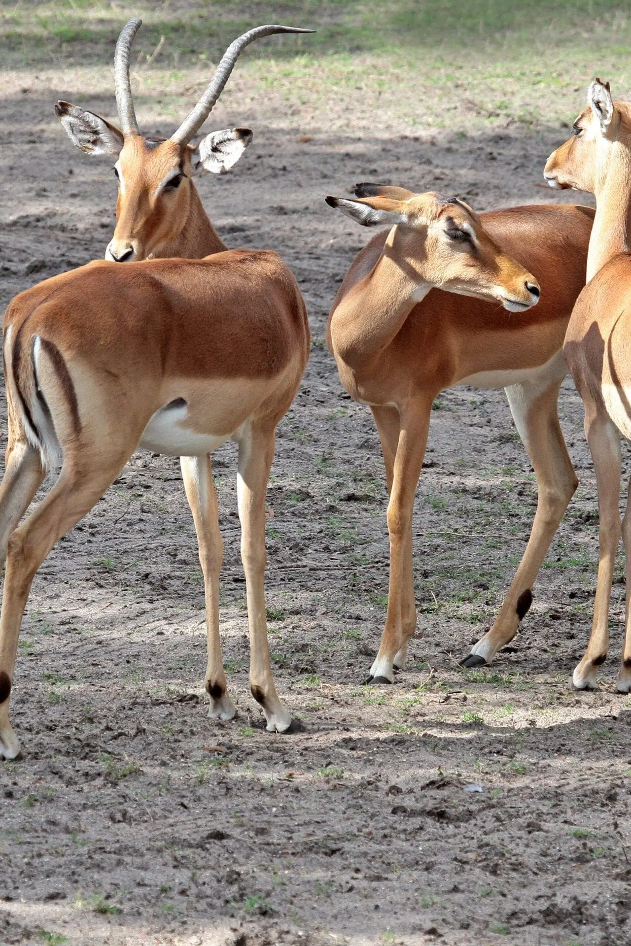 Impala