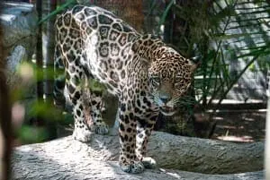 Jaguar