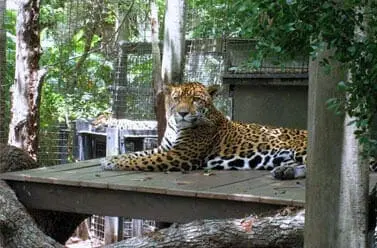 Jaguar3