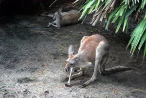 Red Kangaroo2