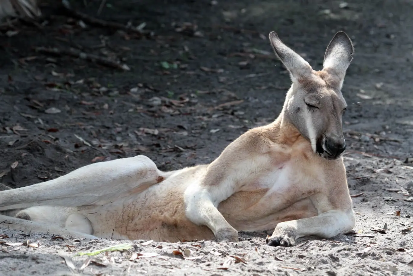 Red Kangaroo3
