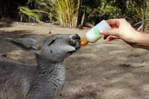 Red Kangaroo4