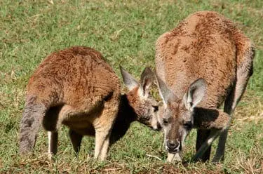 Red Kangaroo6