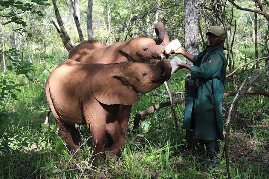 GRI keeper with two young African elephants