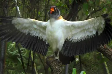 King Vulture