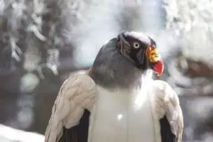 King Vulture7