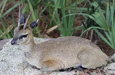 Klipspringer